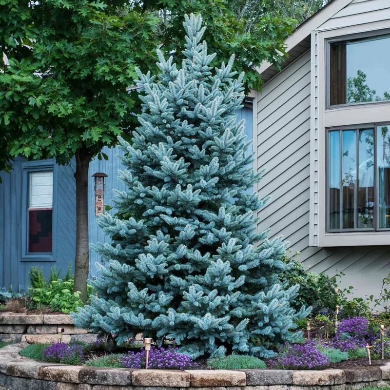 Image of Colorado Blue Spruce