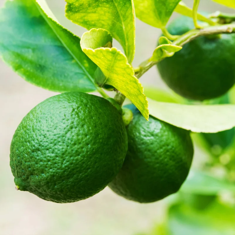 Image of Key Lime Bush