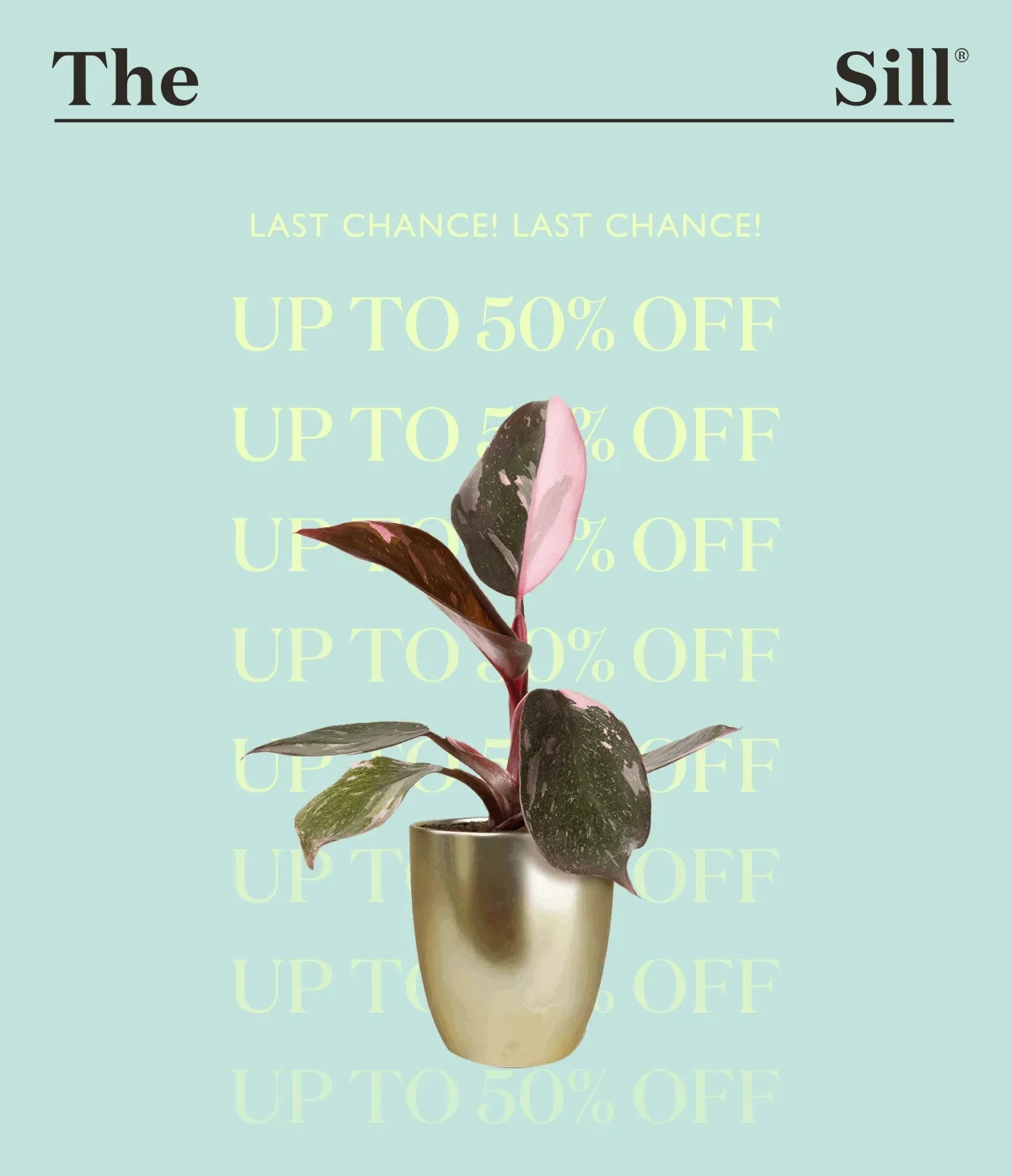 FILL YOUR SILL: UP TO 50% OFF ENDS THURSDAY