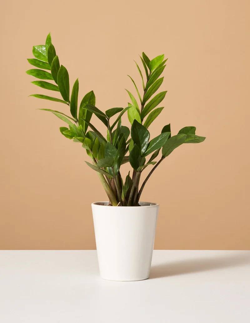 Image of ZZ Plant