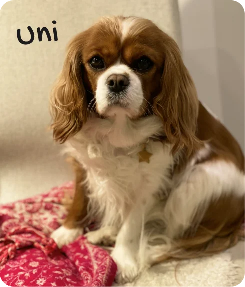 Uni