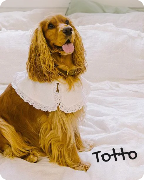 Totto