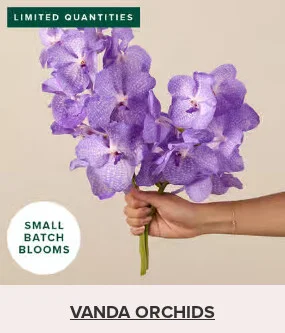 Flowers At a Great Price
