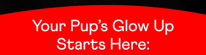 Your Pup's Glow Up Starts Here: