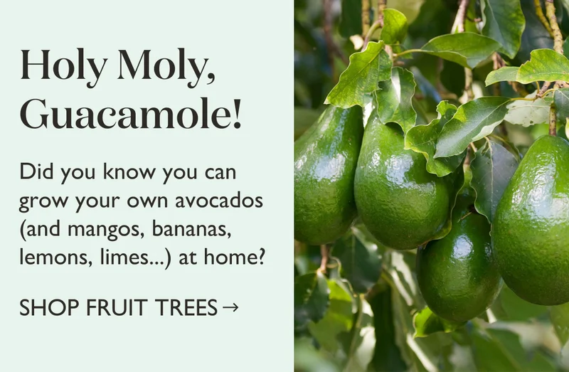 Shop Fruit Trees