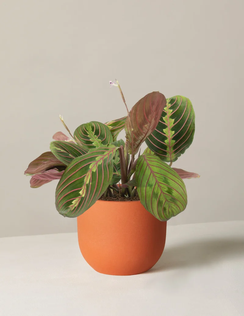 Image of Maranta Red