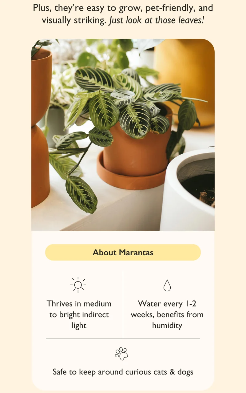 Plus, Marantas are easy to grow, pet friendly, and visually striking.