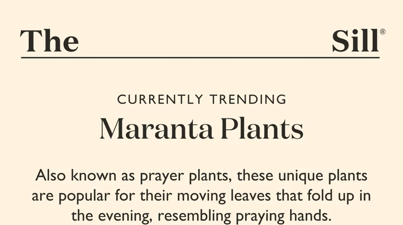 Also known as prayer plants, Maranta plants are popular for their unique leaves that fold up in the evening, resembling praying plants.