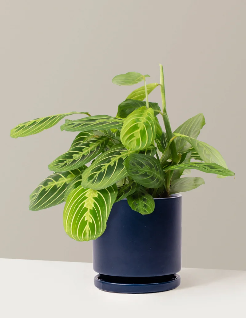 Image of Maranta Lemon Lime