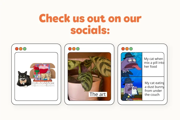 Check us out on our socials! Images of the 3 latest meowbox posts