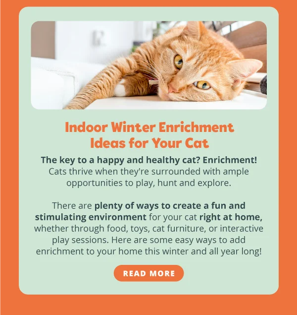 ### **New on the Scratch Post: Indoor Winter Enrichment Ideas for Your Cat**  The key to a happy and healthy cat? Enrichment! Cats thrive when they're surrounded with ample opportunities to play, hunt and explore.  There are plenty of ways to create a fun and stimulating environment for your cat right at home, whether through food, toys, cat furniture, or interactive play sessions. Here are some easy ways to add enrichment to your home this winter and all year long! Read more.