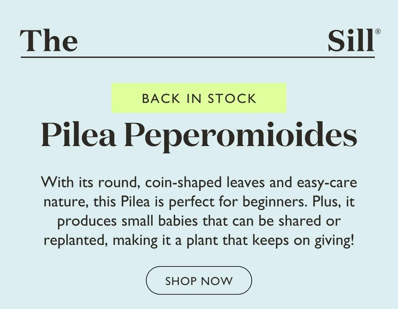 Back In Stock: Pilea Peperomioides - Shop Now!