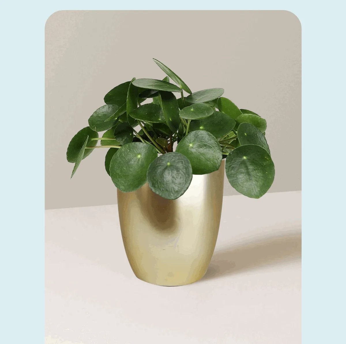 With its round, coin-shaped leaves and easy-care nature, this Pilea is perfect for beginners. Plus, it produces small babies that can be shared or replanted, making it a plant that keeps on giving!