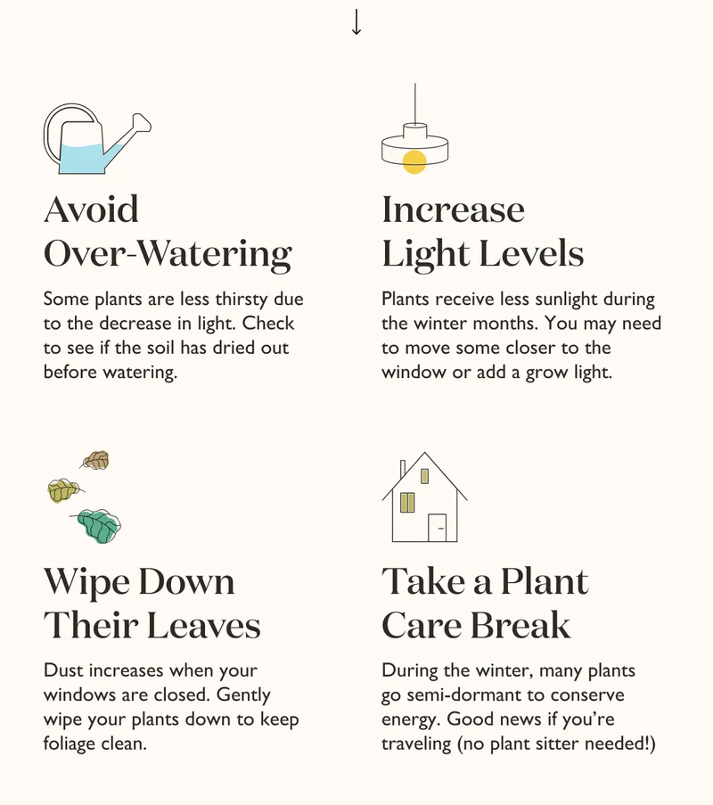 Tip 1: Avoid over-watering. Tip 2: Increase light levels. Tip 3: Wipe down plants' leaves. Tip 4: Take a plant care break.