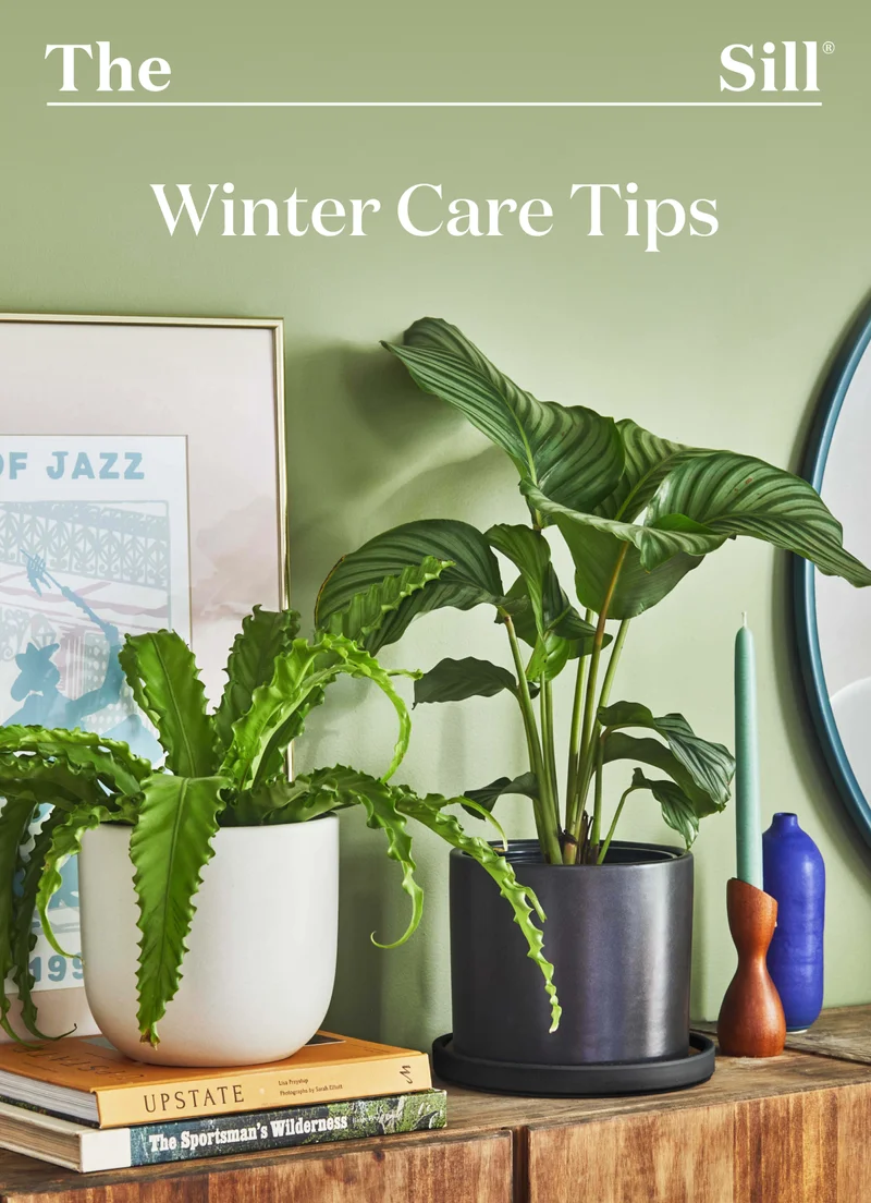 Shop Live Plants, then read our Winter Plant Care Tips.