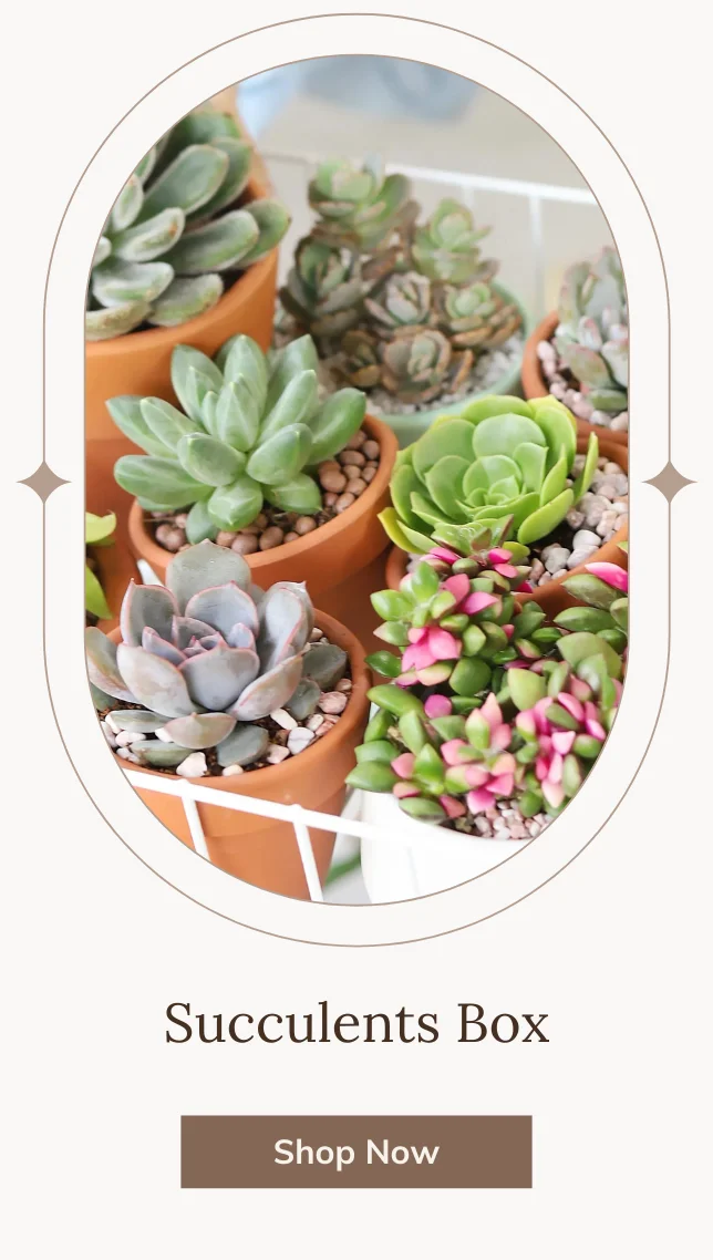 Succulents Box