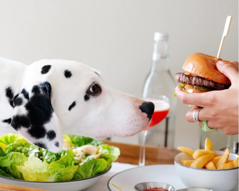 Room service with your dog