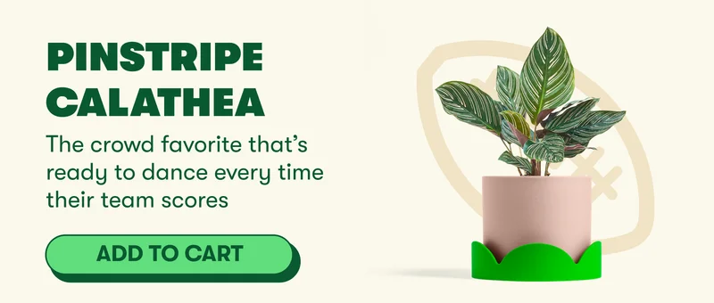 Pinstripe Calathea The crowd favorite that’s ready to dance every time their team scores  [ADD TO CART]