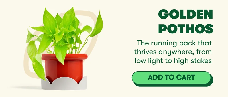 Golden Pothos The running back that thrives anywhere, from low light to high stakes  [ADD TO CART]