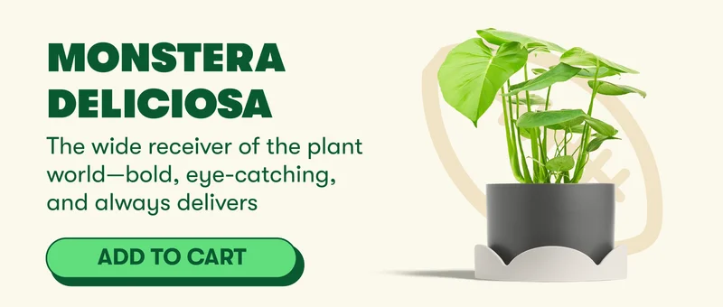 Monstera Deliciosa  The wide receiver of the plant world—bold, eye-catching, and always delivers [ADD TO CART]