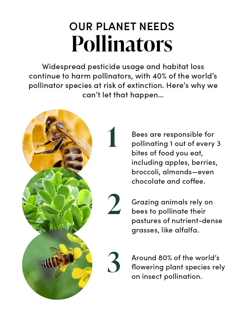 Our Planet Needs Pollinators          Widespread pesticide usage and habitat loss continue to harm pollinators, with 40% of the world’s pollinator species at risk of extinction. Here’s why we can’t let that happen…        Bees are responsible for pollinating 1 out of every 3 bites of food you eat, including apples, berries, broccoli, almonds—even chocolate and coffee.     Grazing animals rely on bees to pollinate their pastures of nutrient-dense grasses, like alfalfa.      Around 80% of the world’s flowering plant species rely on insect pollination.