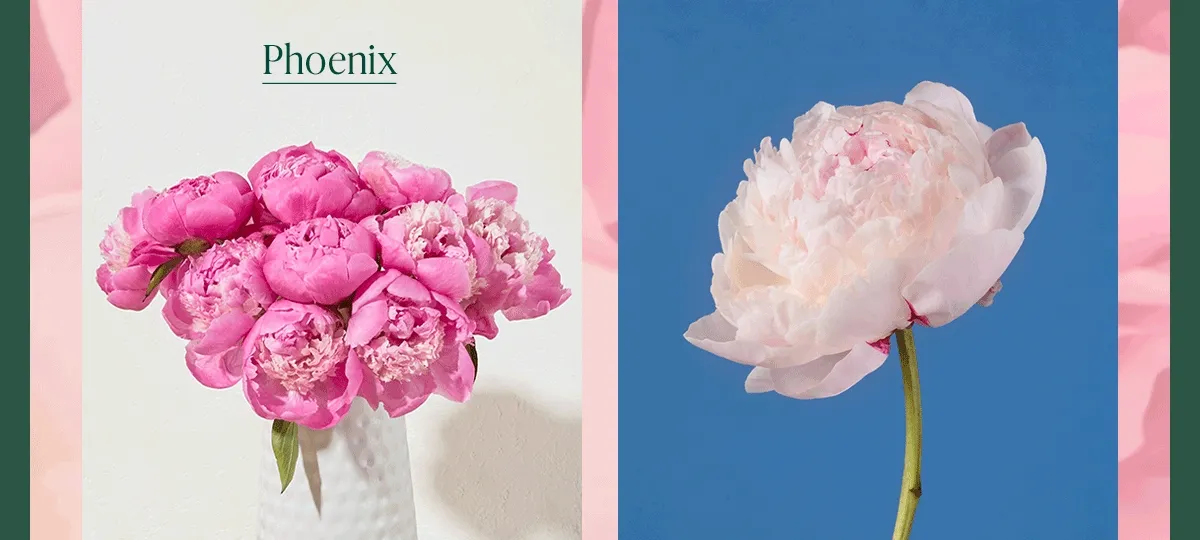 Phoenix Peonies