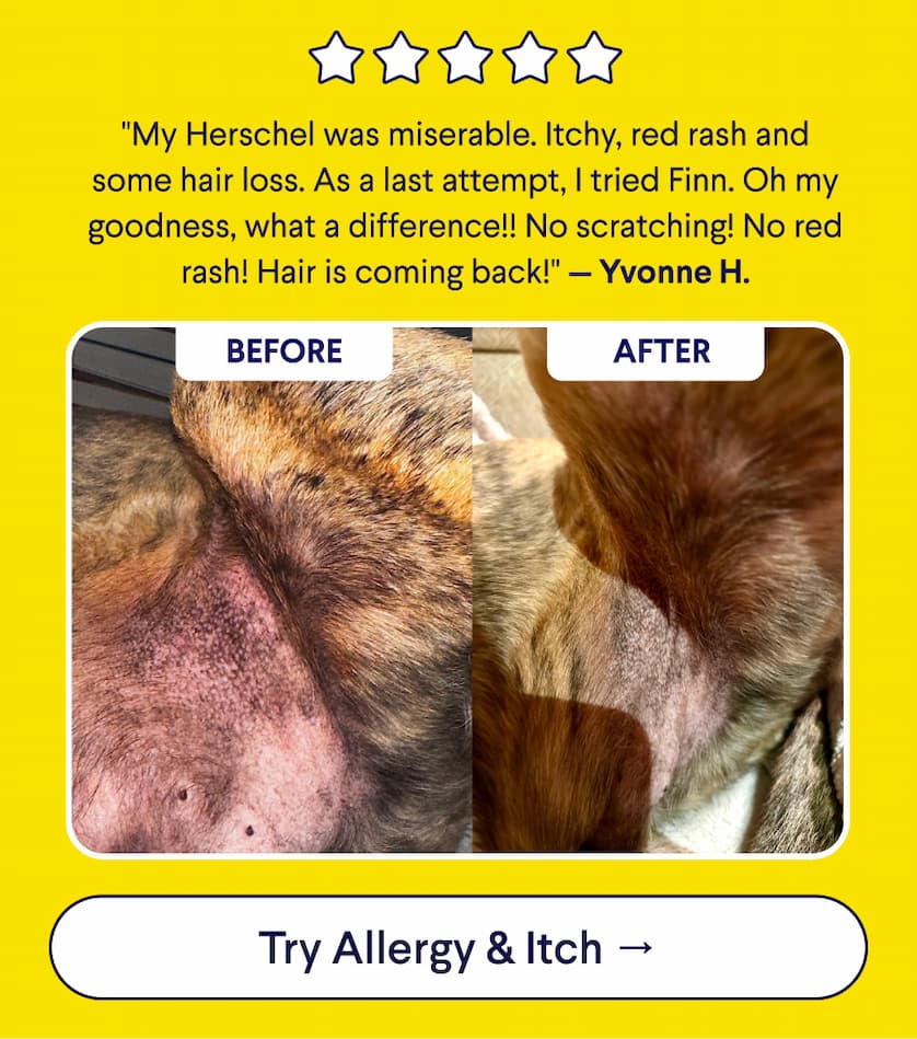 5 Star Customer Review: "My Herschel was miserable. Itchy, red rash and some hair loss. As a last attempt, I tried Finn. Oh my goodness, what a difference!! No scratching! No red rash! Hair is coming back!" — Yvonne H. Photo: Before: red, itchy, inflammed skin. After: Smooth and itch-free. CTA: Try Allergy & Itch –>
