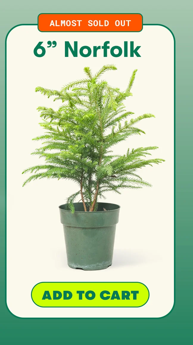 Almost sold out! 6" Norfolk. Add to cart.