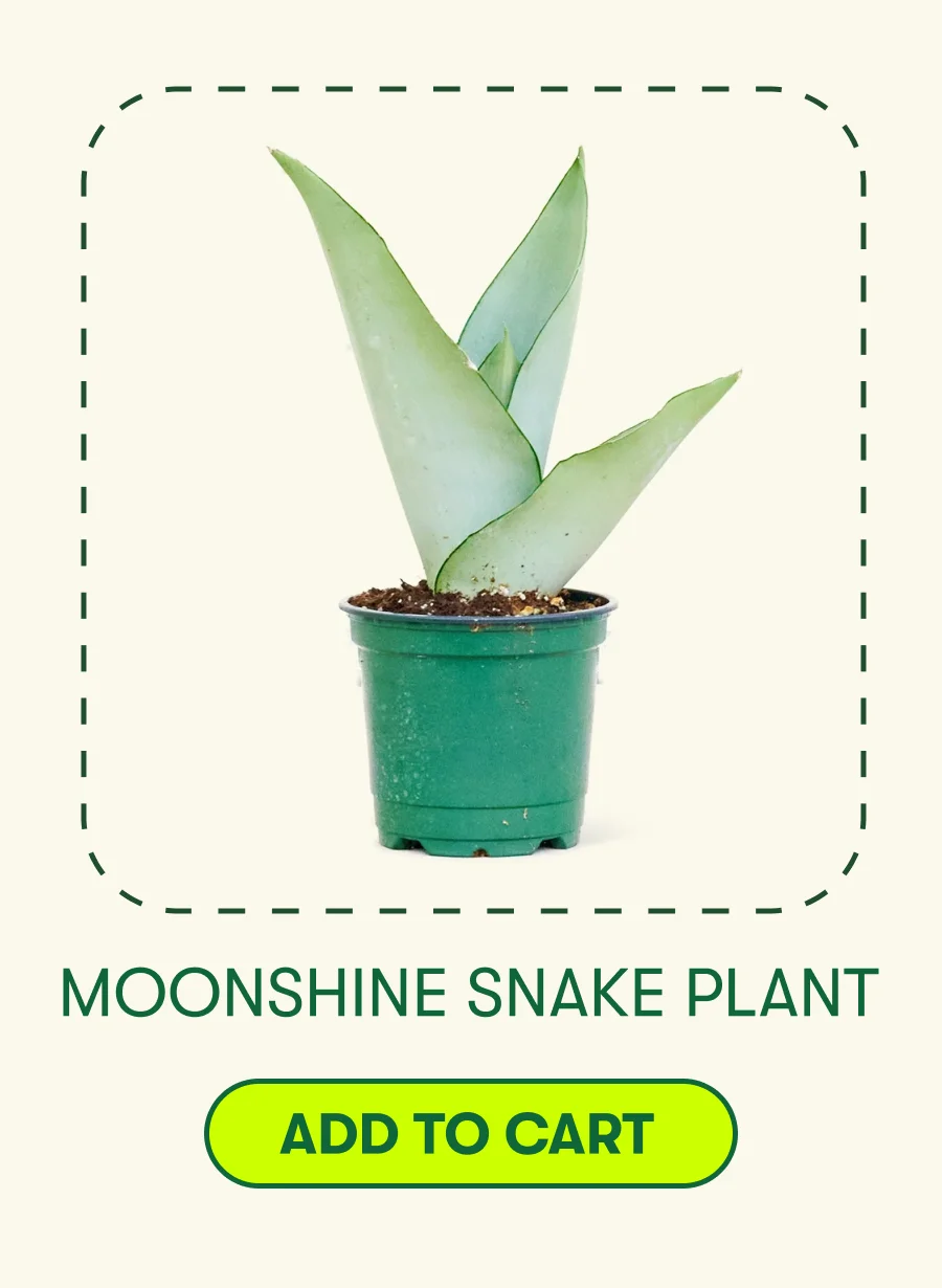 Moonshine Snake Plant [ADD TO CART]