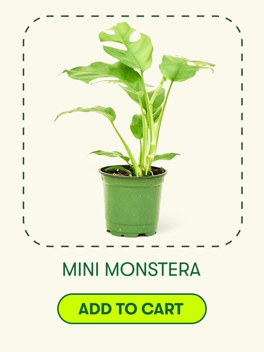 Mini Monstera  [ADD TO CART]