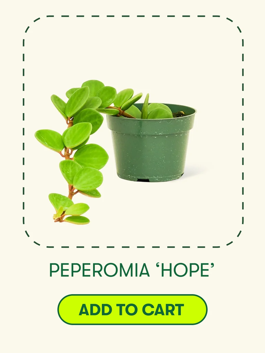 Peperomia ‘Hope’ [ADD TO CART]