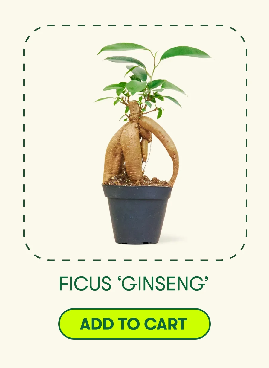 Ficus ‘Ginseng  [ADD TO CART]