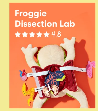 Froggie Dissection Lab Froggie Dissection Lab