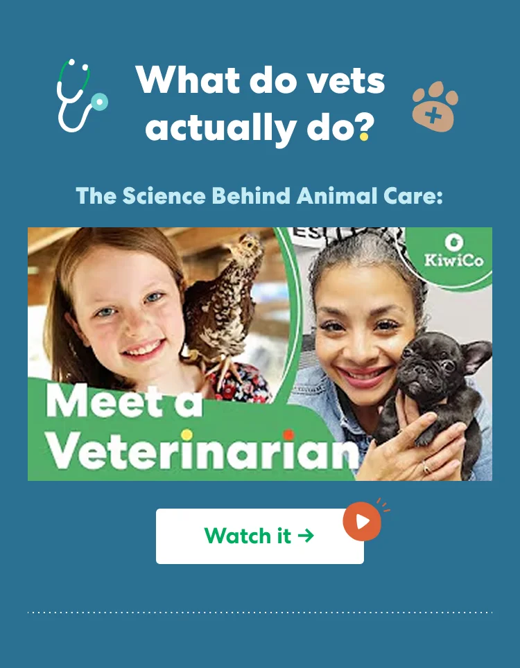 What do vets actually do? The science behind animal care. What do vets actually do? The science behind animal care.