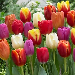 10% Off Select Plant Bulbs