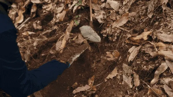 Episode 2: HIdden Roots