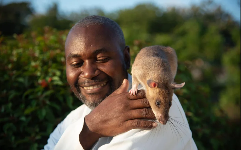 An African giant pouched rat (right) is perched on the shoulder of a smiling man.