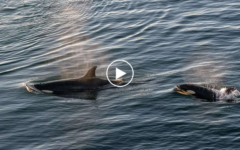 Killer whales off the coast of Baja California Sur in the Sea of Cortez, Mexico.