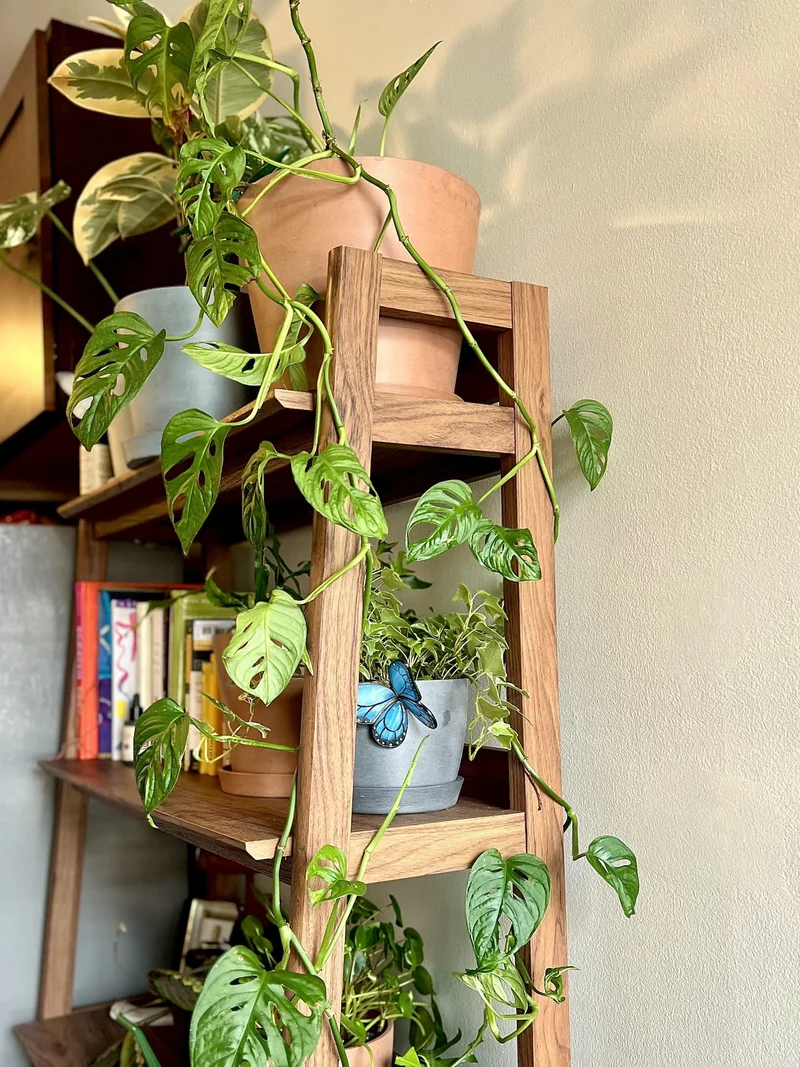 trailing monstera adansonii