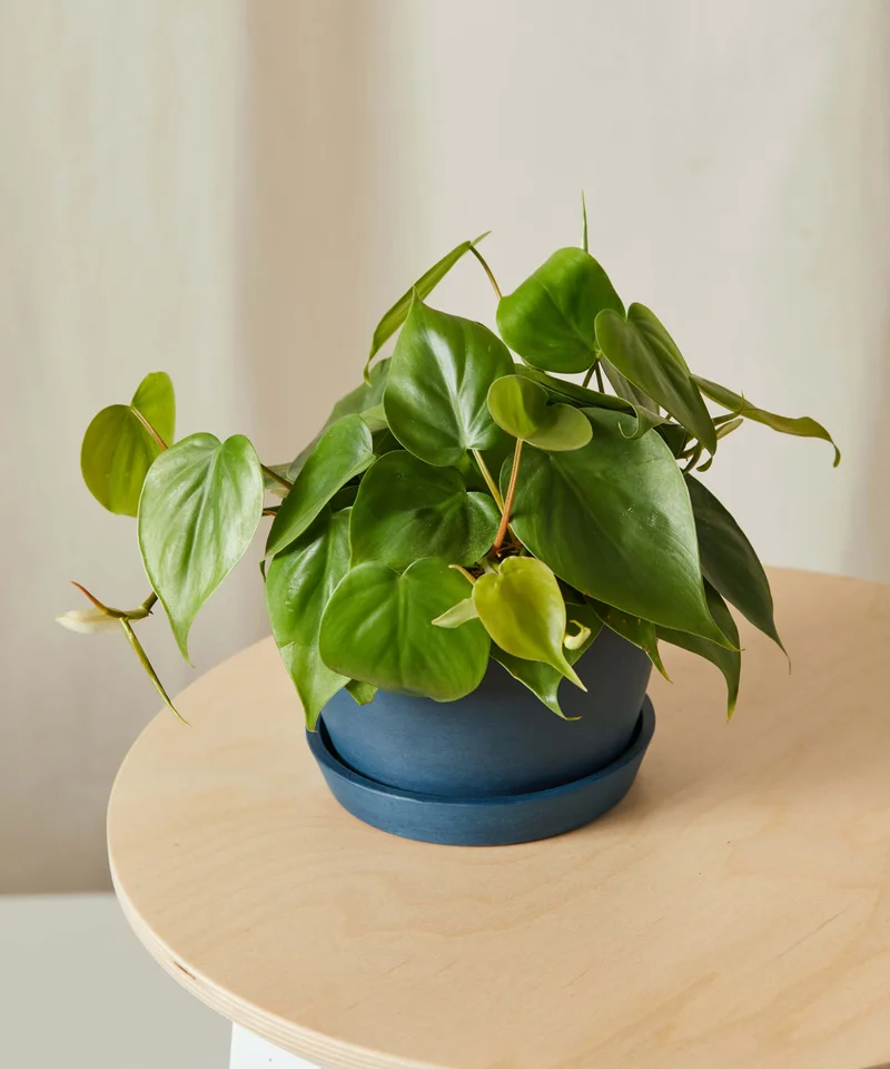 Image of Philodendron Heartleaf
