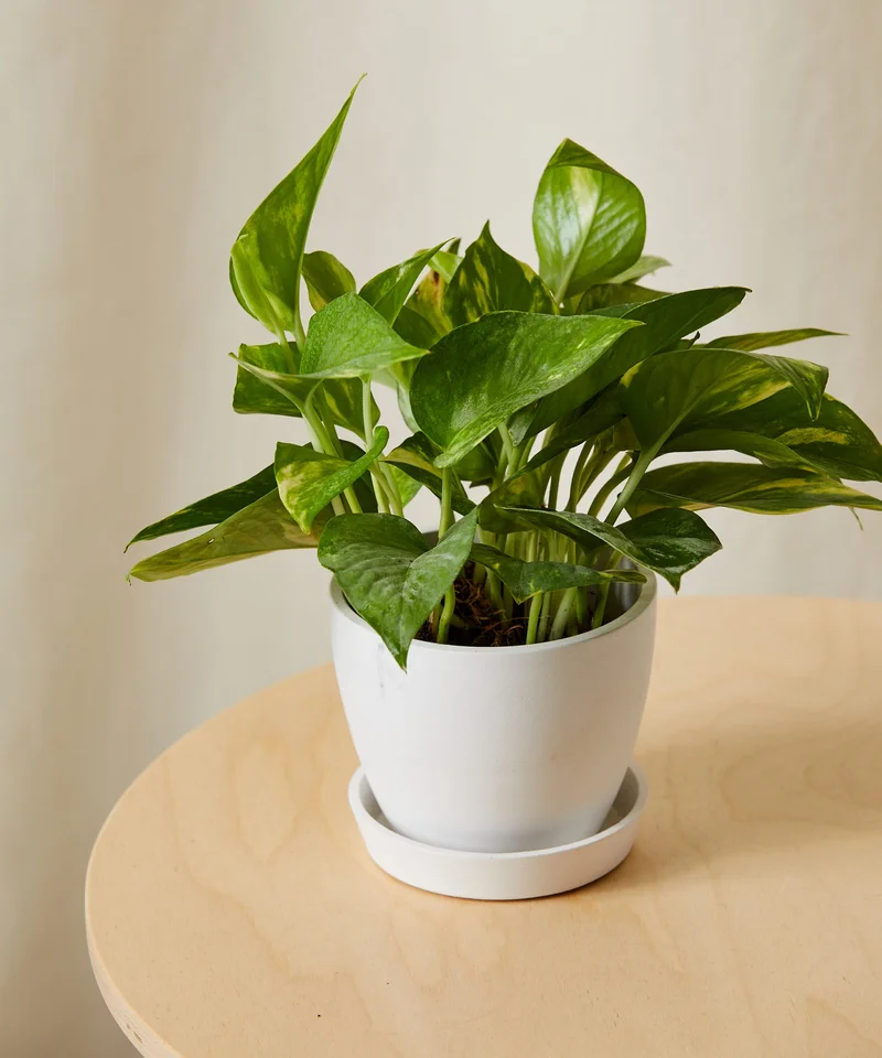Image of Golden Pothos