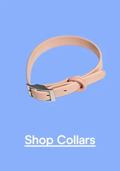 Shop Collars