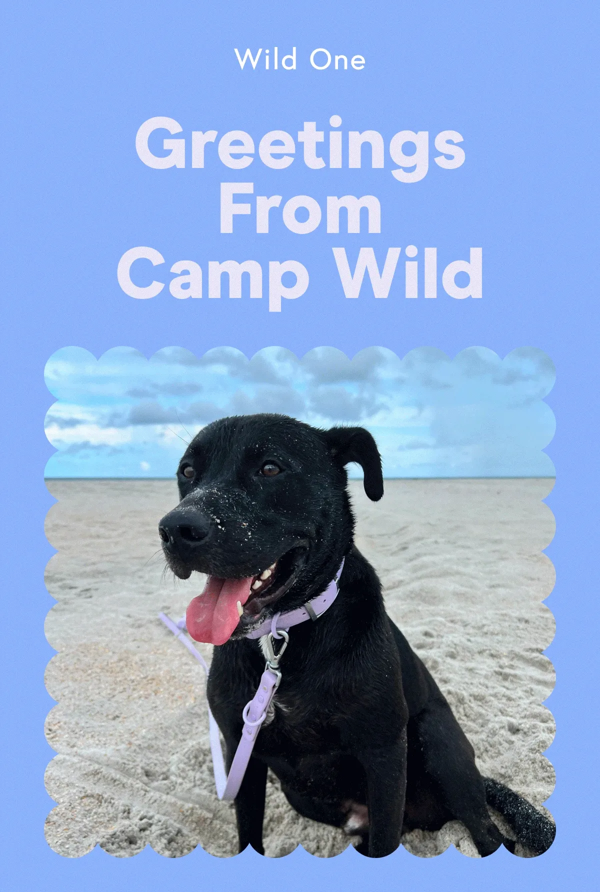 Greetings from Camp Wild