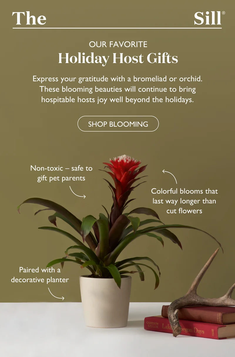 Express your gratitude to holiday hosts with a bromeliad or orchid. These blooming beauties will continue to bring hospitable hosts joy well beyond the holidays.