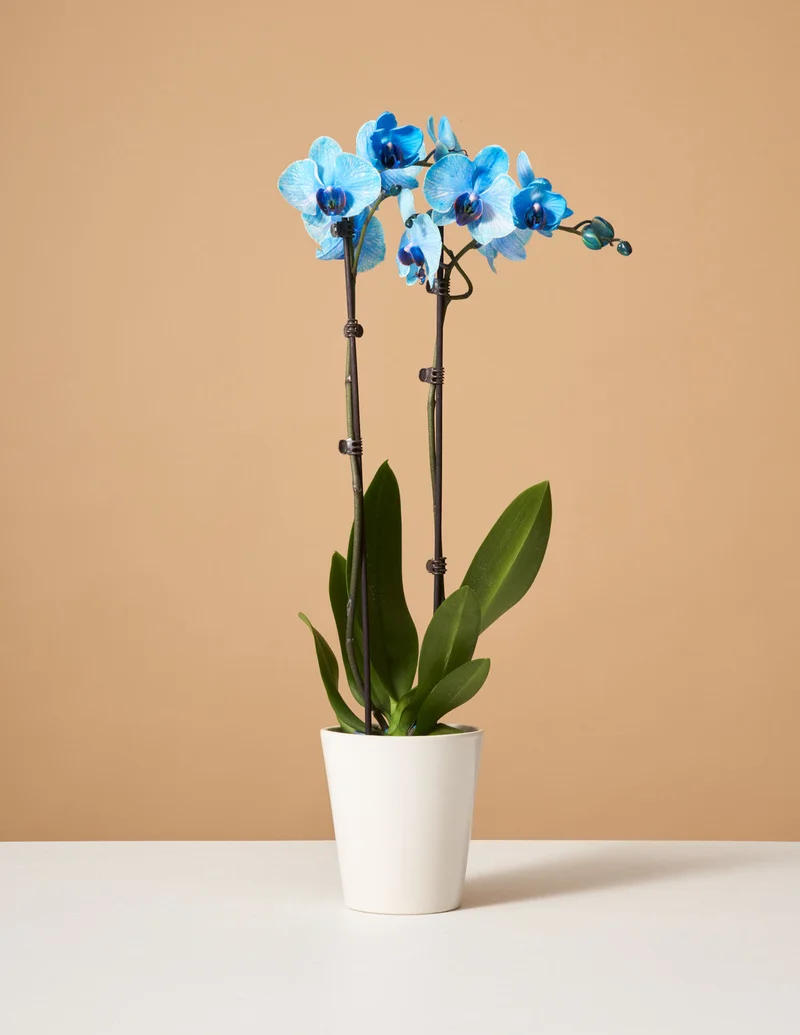 Image of Blue Watercolor Orchid