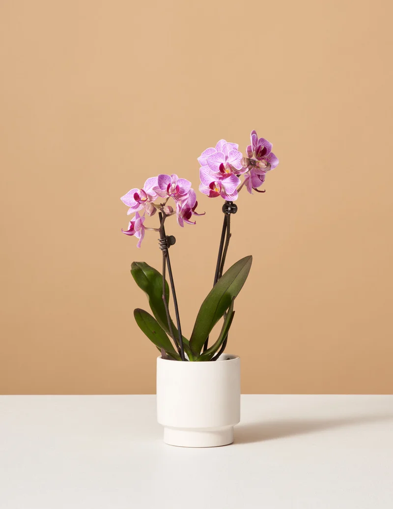 Image of Petite Pink Orchid