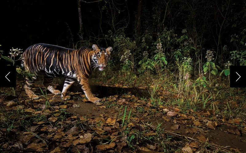 The Similipal Tiger Reserve covers more than a thousand square miles in eastern India and is home to the world’s only wild population of pseudo-melanistic tigers, also called black tigers for their extra-wide stripes.