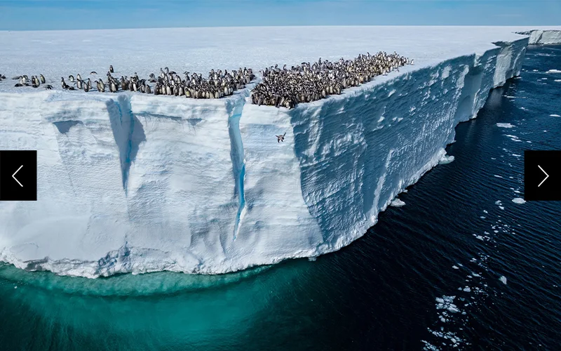 Emperor penguin checks take their first swim in Atka Bay, Antarctica.