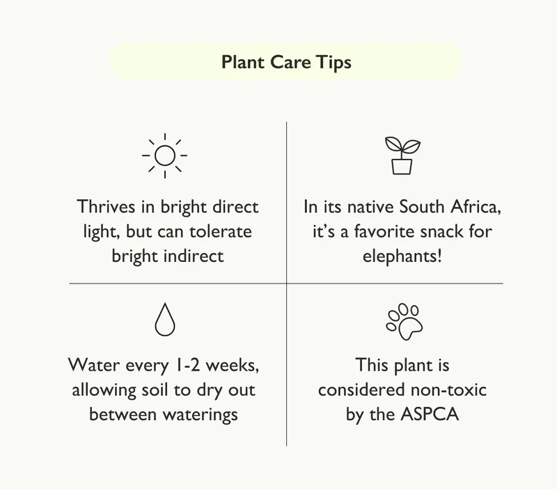 Elephant Bush Plant Care Tips: Thrives in bright direct light, but can tolerate bright indirect. Water every 1-2 weeks, allowing soil to dry out between waterings. This plant is considered non-toxic by the ASPCA.