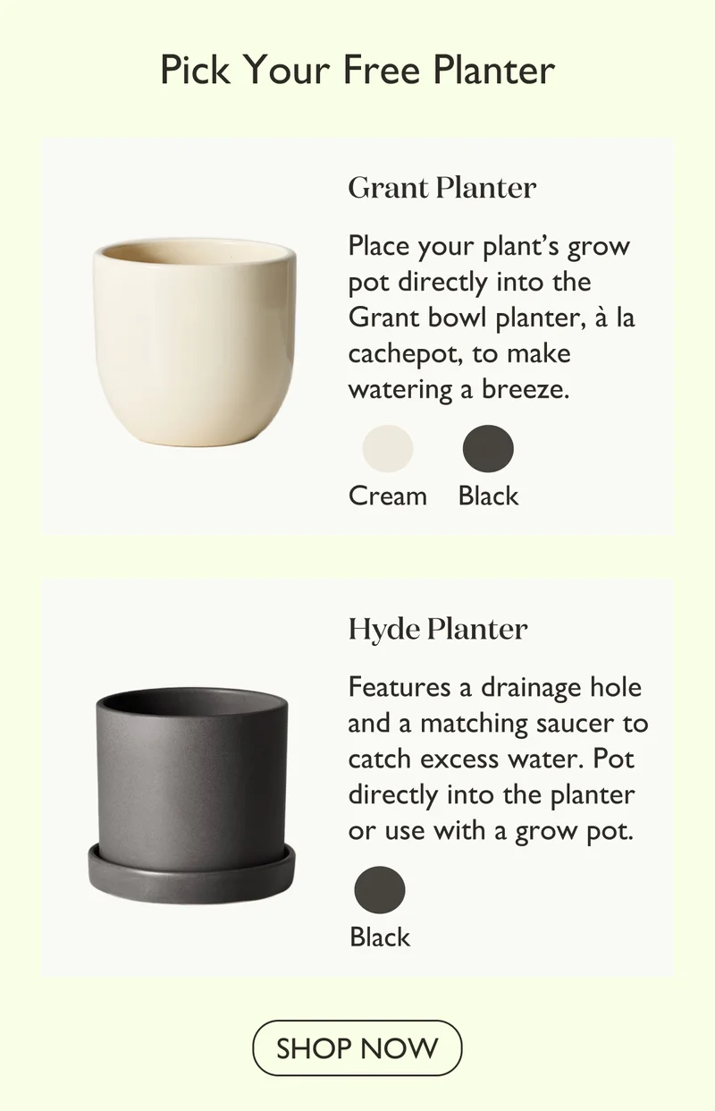 Pick Your Free Planter: Grant Planter or Hyde Planter (click view images to see more).